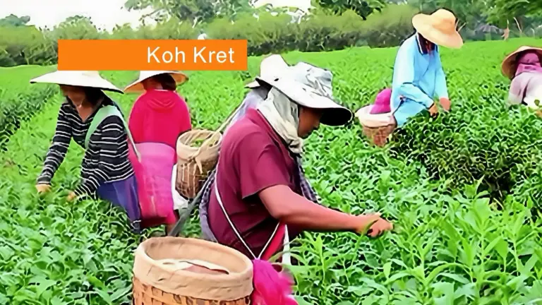 Schuitje varen, theetje drinken in Thailand: de Rang Daeng‑thee op Koh Kret krijgt bescherming als geografische aanduiding.