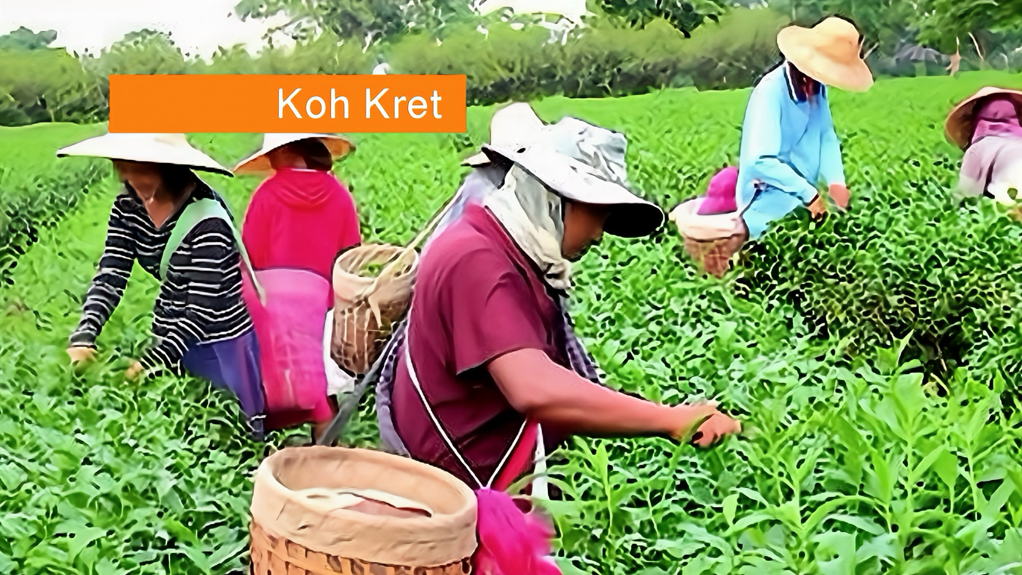 Schuitje varen, theetje drinken in Thailand: de Rang Daeng‑thee op Koh Kret krijgt bescherming als geografische aanduiding.