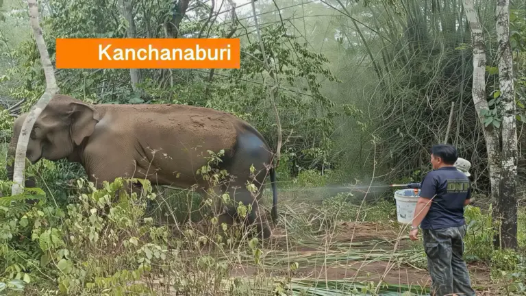 Een gewonde olifant maakt in West-Thailand voorzichtig vooruitgang na stressvrije behandeling.