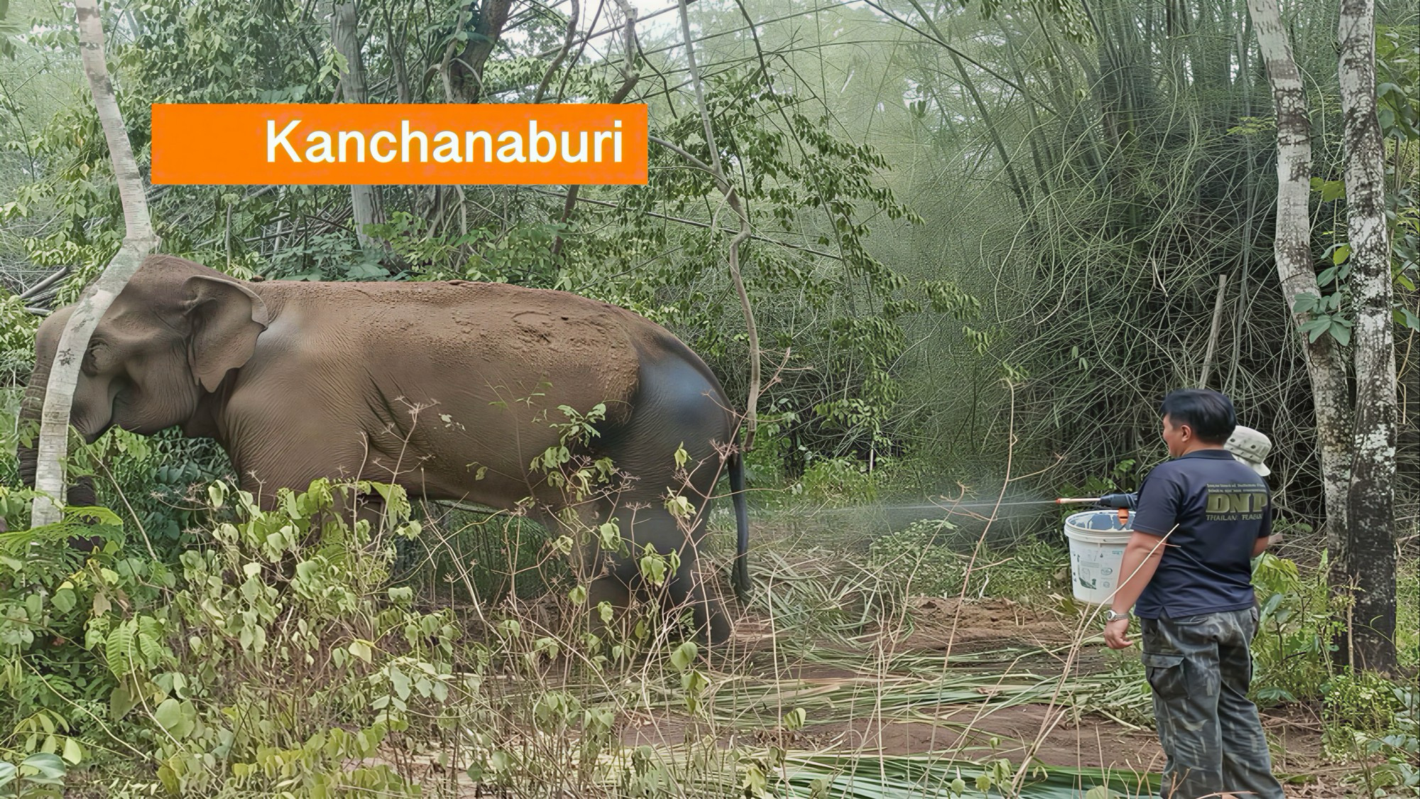 Een gewonde olifant maakt in West-Thailand voorzichtig vooruitgang na stressvrije behandeling.