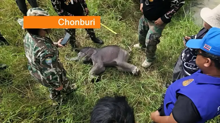 Pasgeboren olifantje op jammerlijke wijze in een bergmeer in Oost-Thailand verdronken.