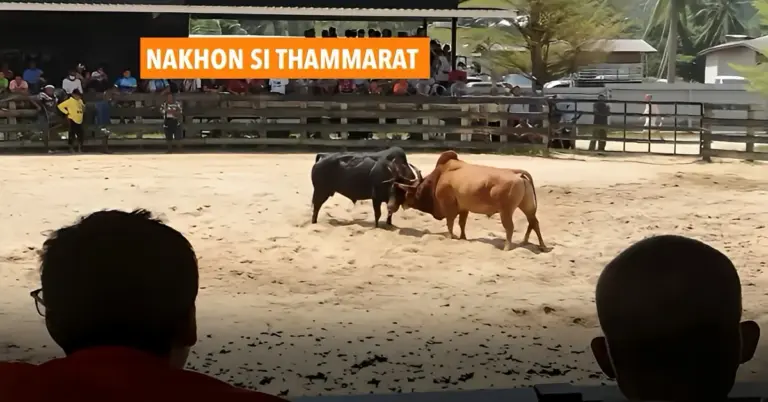 ’s Lands wijs, ’s lands eer : eind deze maand vindt er in Zuid-Thailand een titanenstrijd plaats, twee topstieren vechten om 2.020.000 baht.