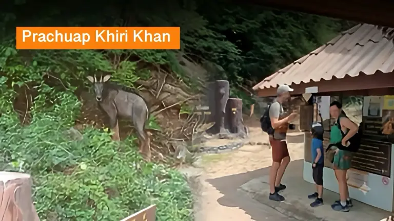 Er is weer een zeldzame Serow gespot bij Tham Sai-grot in Khao Sam Roi Yot in Centraal – Thailand.