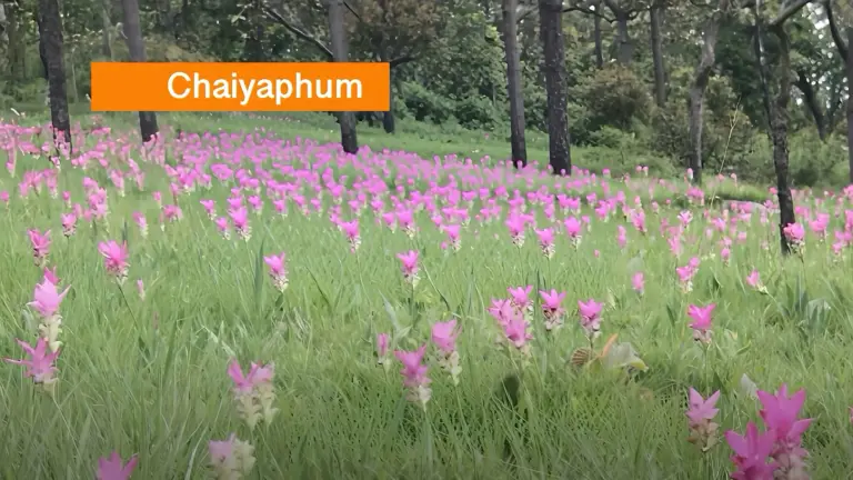 Kleurige bloemenexplosie in Noordoost-Thailand waar het Siam-tulp-ijsje bij iedereen in de smaak valt.