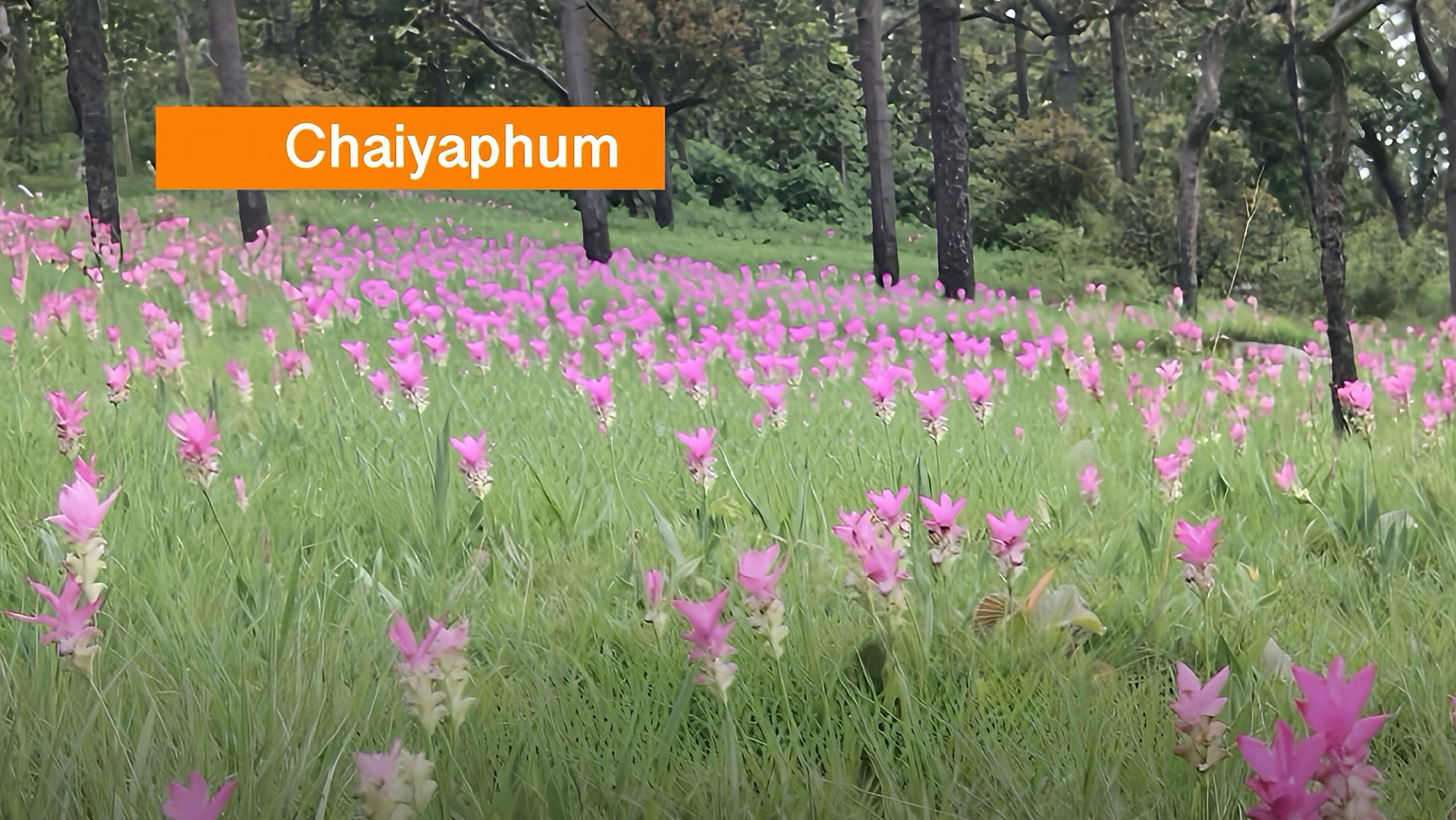 Kleurige bloemenexplosie in Noordoost-Thailand waar het Siam-tulp-ijsje bij iedereen in de smaak valt.