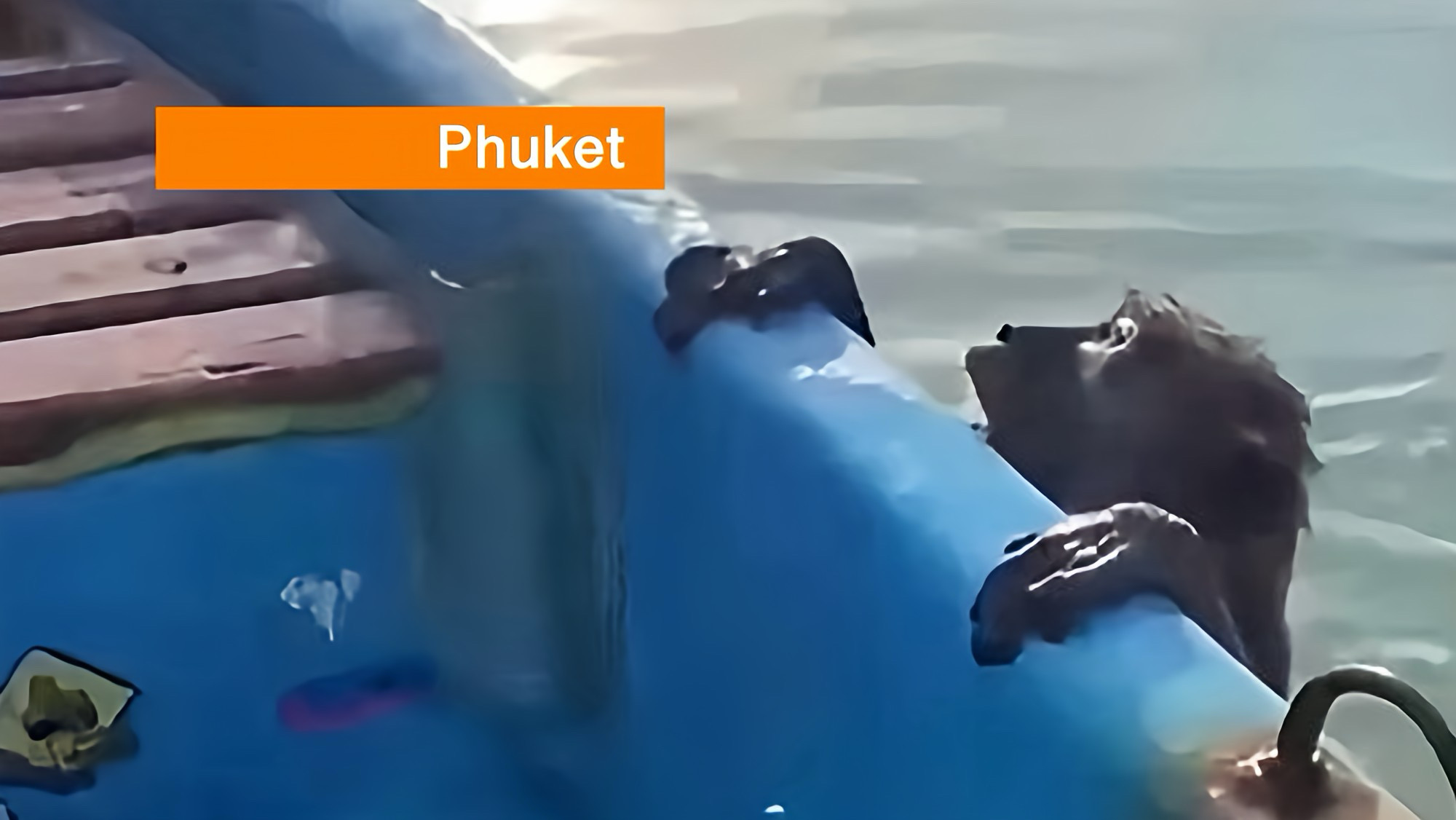 Diervriendelijke visser redt in het zuiden van Thailand uitgeputte aap na zwemtocht van meer dan vijf kilometer.