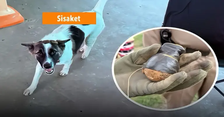 Gezin in Noordoost-Thailand ontsnapt aan drama nadat hun hond een handgranaat het huis inbrengt.