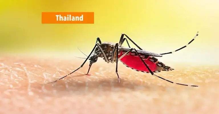 Britse reizigers na Thailand bezoek besmet met het Zika virus, dit virus vormt een groot risico voor zwangere vrouwen.