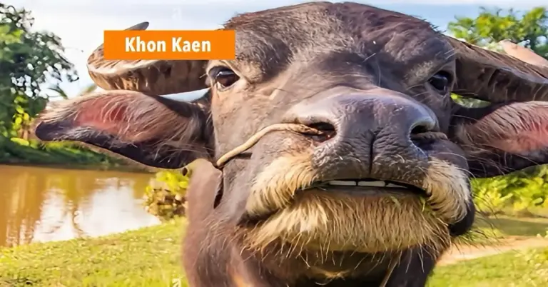 Dieven snijden de tong uit een buffel op palmplantage in Noordoost-Thailand.