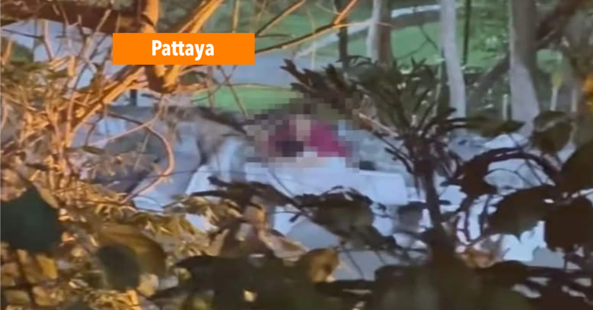 🎥 | In Thailand wordt het begrip “WOP” niet gewaardeerd, de autoriteiten van Pattaya doen er alles aan om dit ondeugende stel aan te houden.