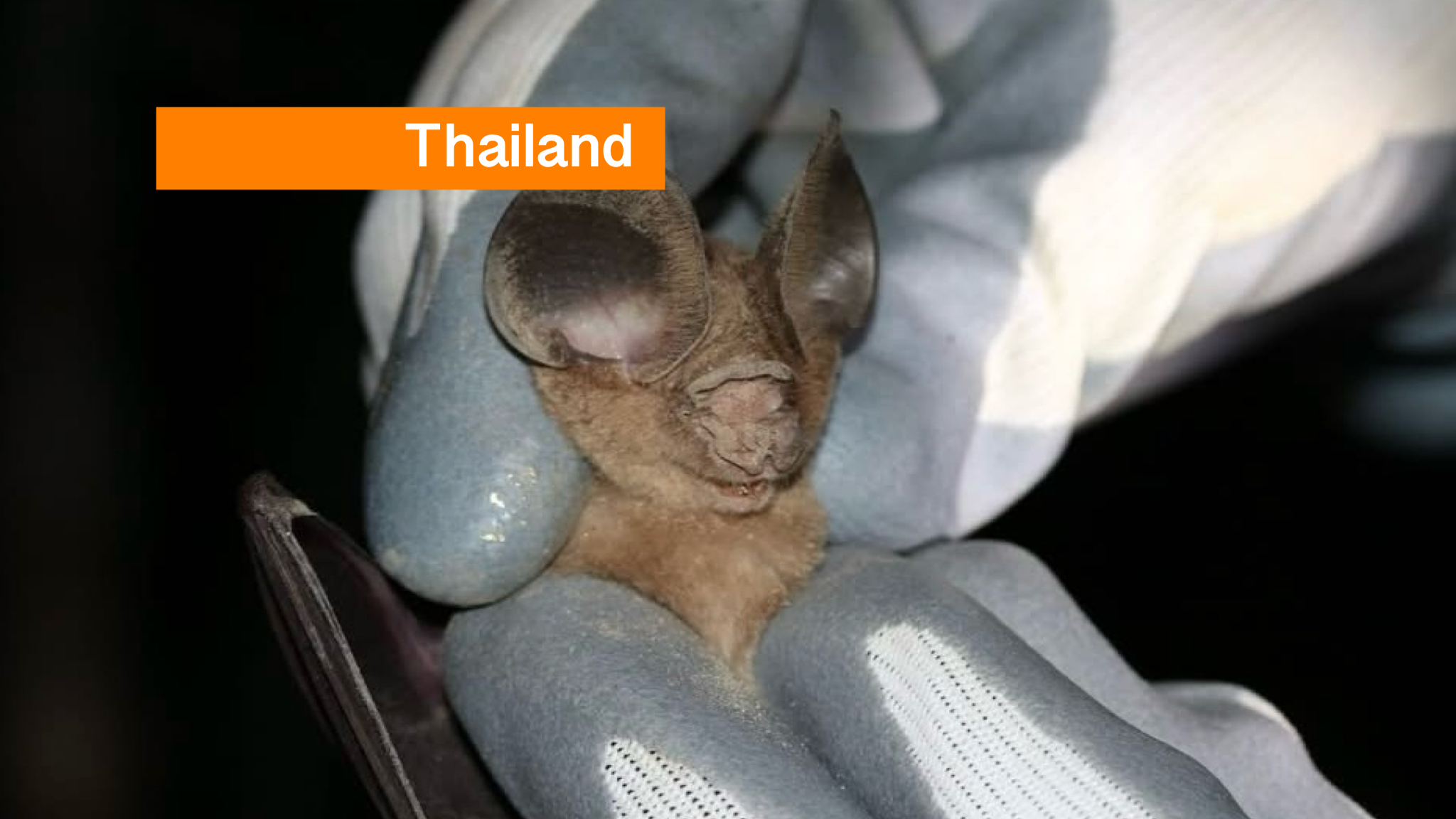 Eerste waarneming Laotiaanse bladsnavel-vleermuis in Thailand.