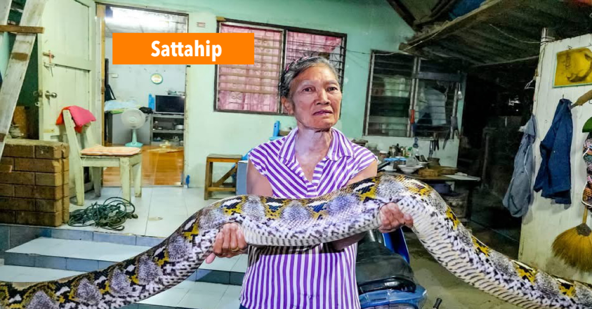 Python van ruim vier meter in Oost-Thailand “gearresteerd”, de bewoonster vermoedt dat hij meerdere katten van haar heeft verschalkt.