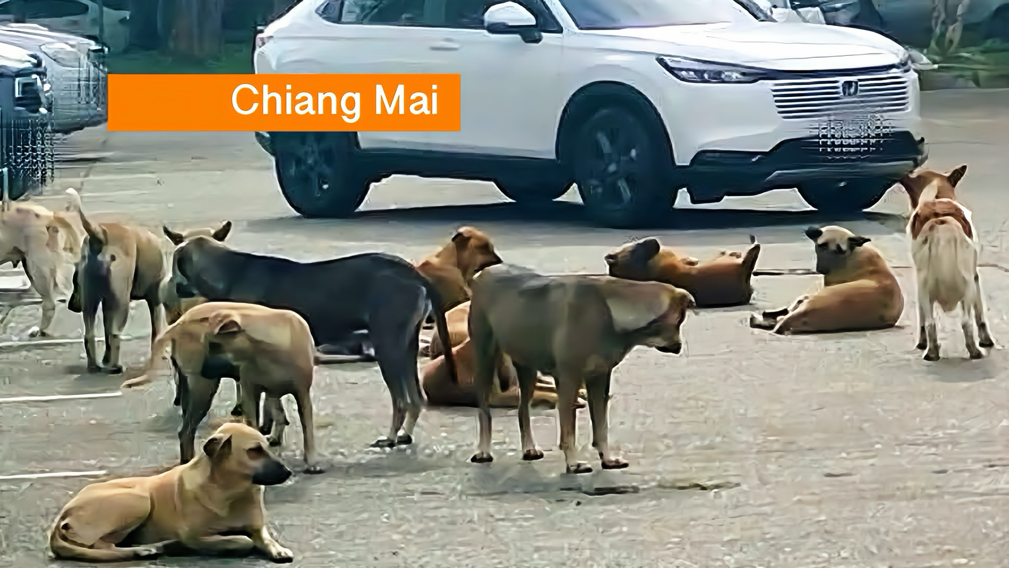 Straathonden verrinneweren in Noord-Thailand motorfietsen, publiek eist dat het gemeentebestuur van Chiang Mai in actie komt.