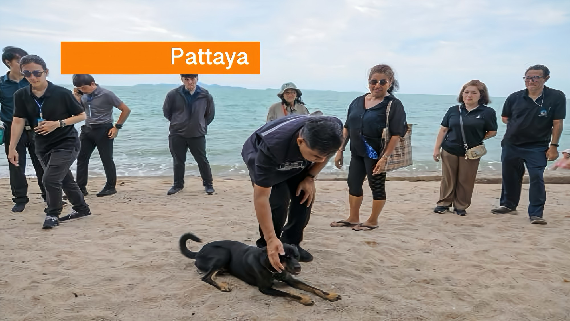 Gemeente Pattaya grijpt in na bijtincident op het strand van Wong‑Amat, honden gevaccineerd en gecastreerd