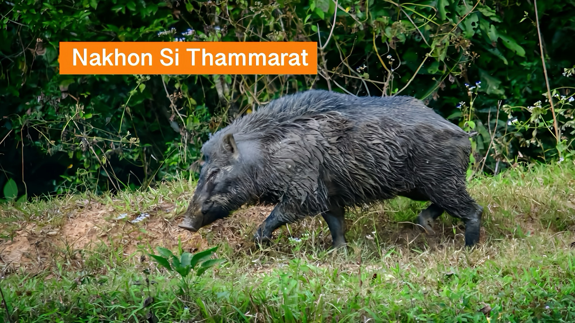 Nachtaanval in een dorp in Zuid-Thailand; een wild zwijn verwondt een koe en doodde een tweede koe.