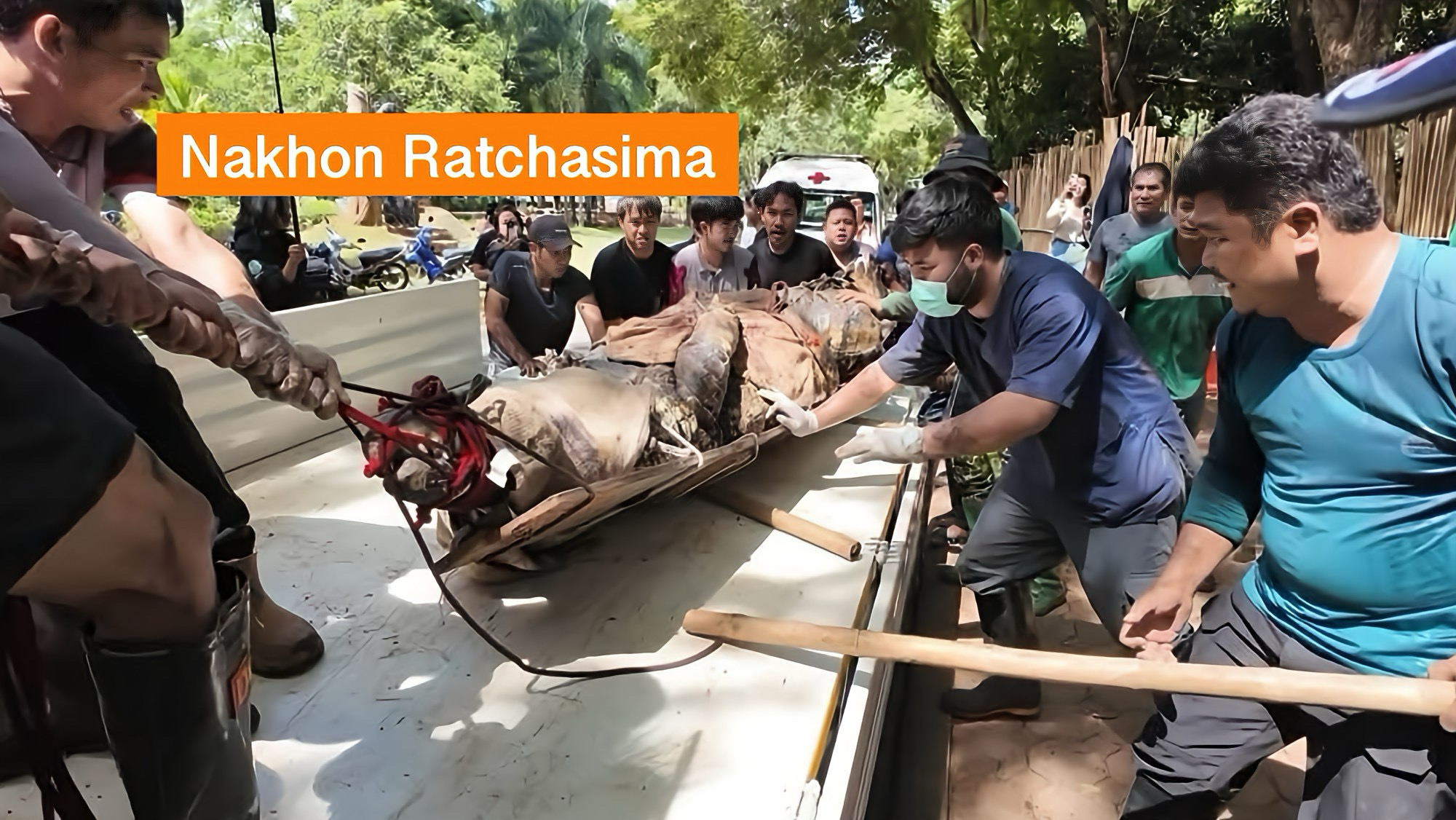 Een reusachtige krokodil van 4,5 meter werd veilig in Noordoost-Thailand verhuisd.
