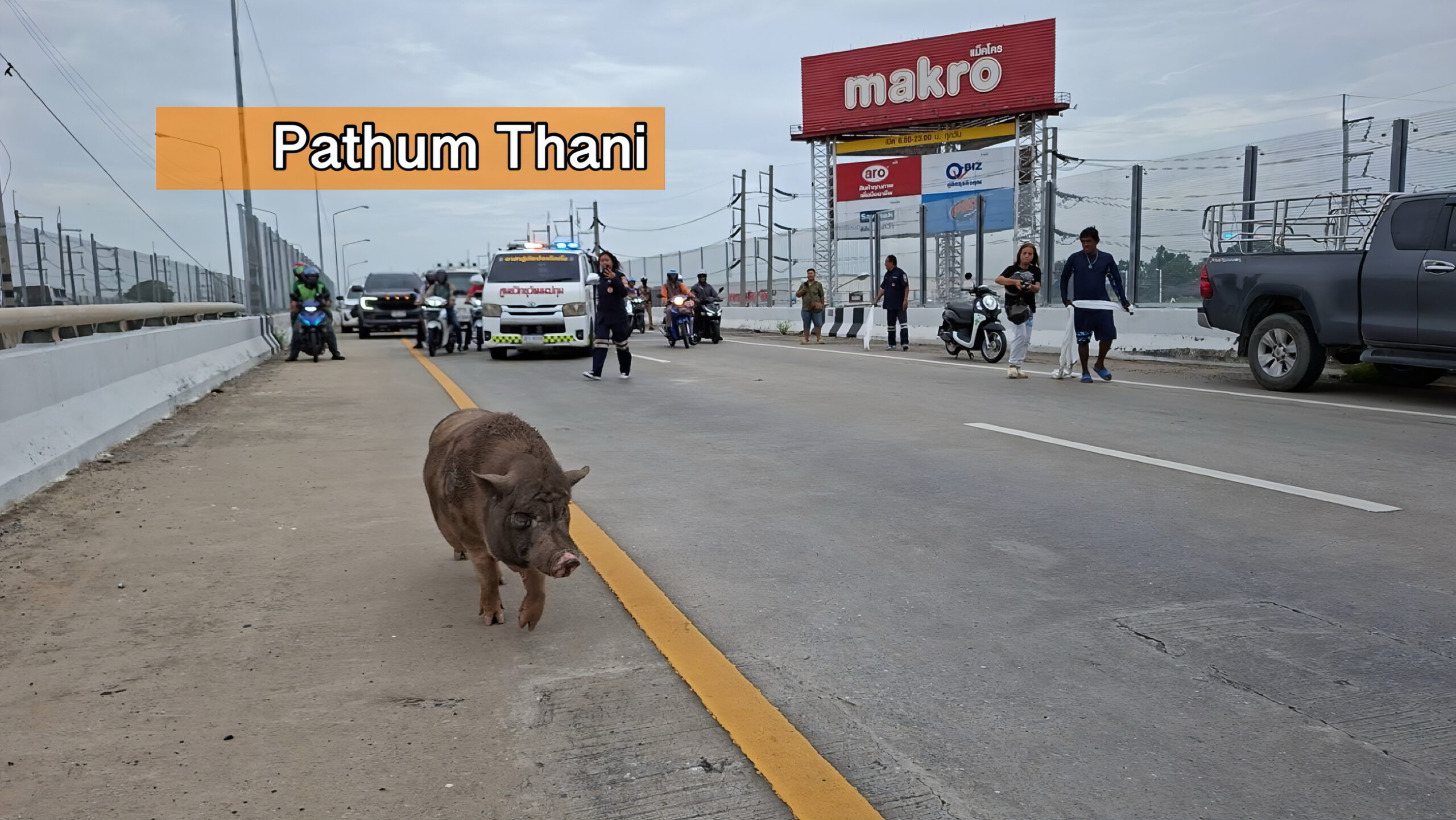 Zwijnenbende in Centraal-Thailand: varken van ruim 100 kilo veroorzaakt de nodige verkeerschaos.