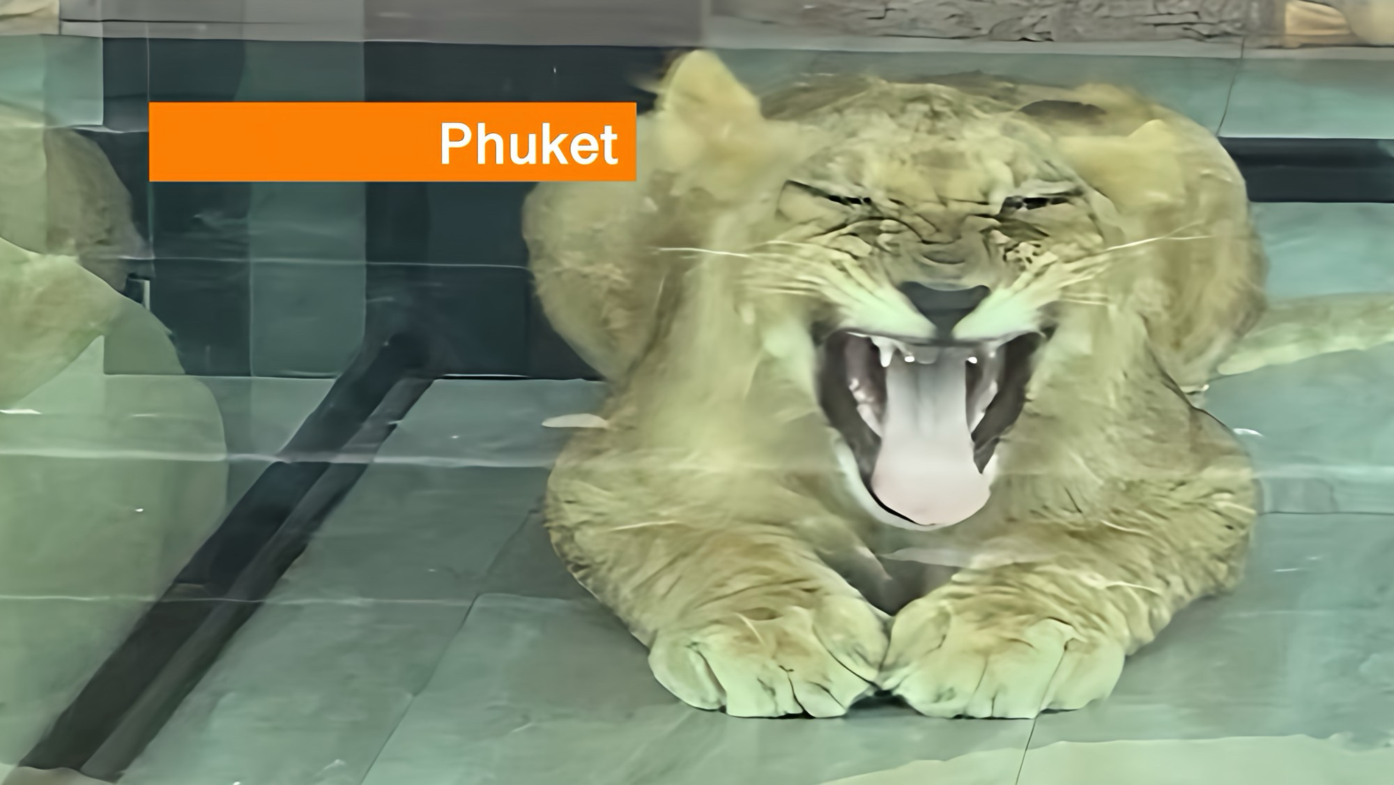 Selfie met leeuwenwelpje eindigt in Zuid-Thailand met een pijnlijke verwonding; leeuwencafés wakkeren opnieuw de discussie aan.