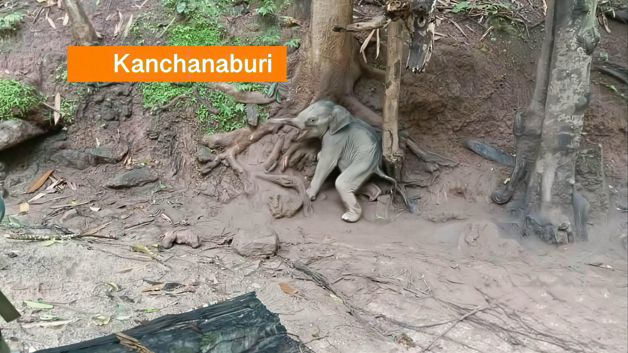 Verdwaald jong olifantje in het Nationaal Park Sai Yok in West-Thailand van de dood gered.