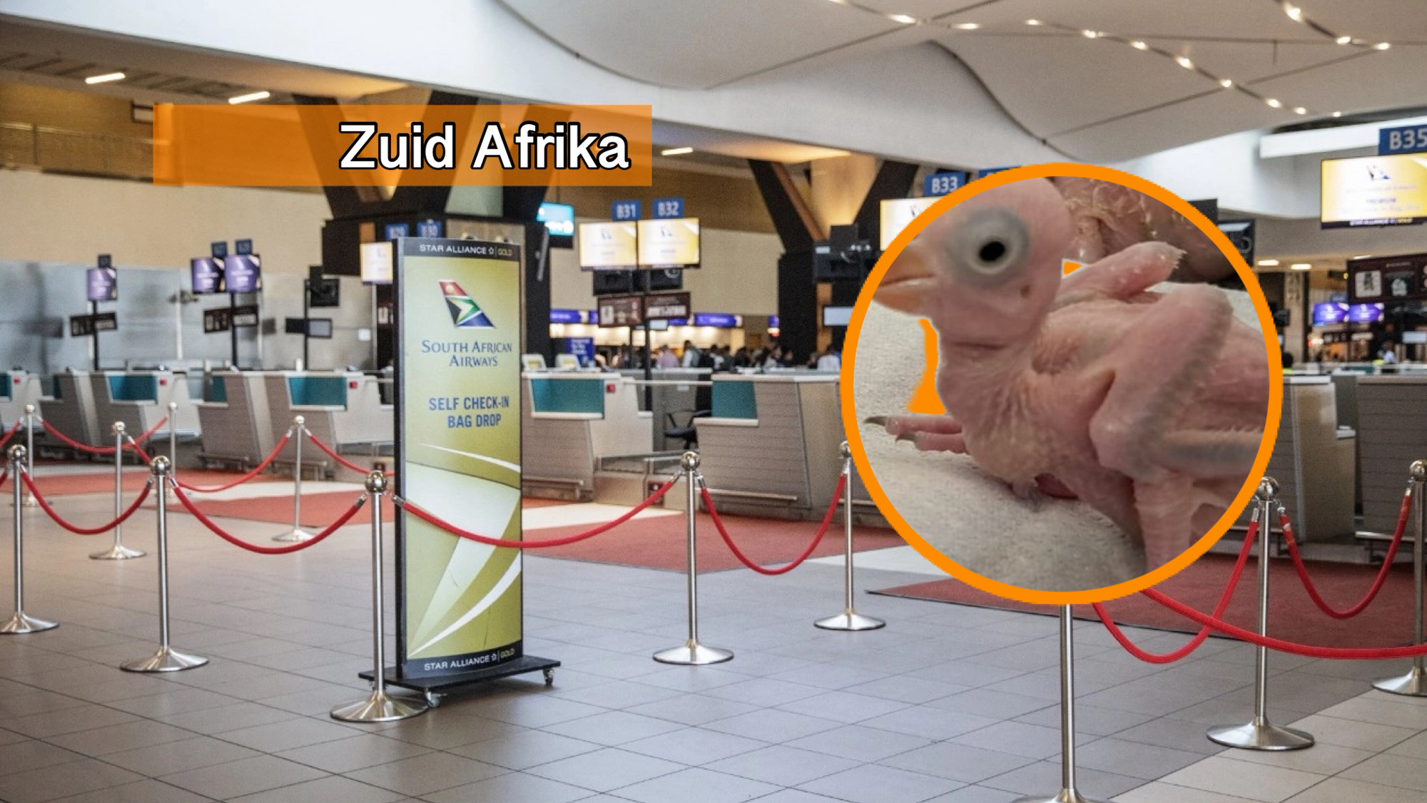Thaise man in Zuid‑Afrika aangehouden terwijl papegaaien kuikens uit de eieren kropen.