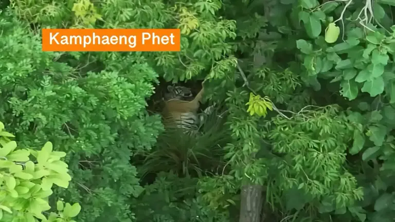 Een oude bekende: de 13-jarige tijgerin “Pin” is in de bossen van Kamphaeng Phet in westelijk Thailand door een drone gesignaleerd.