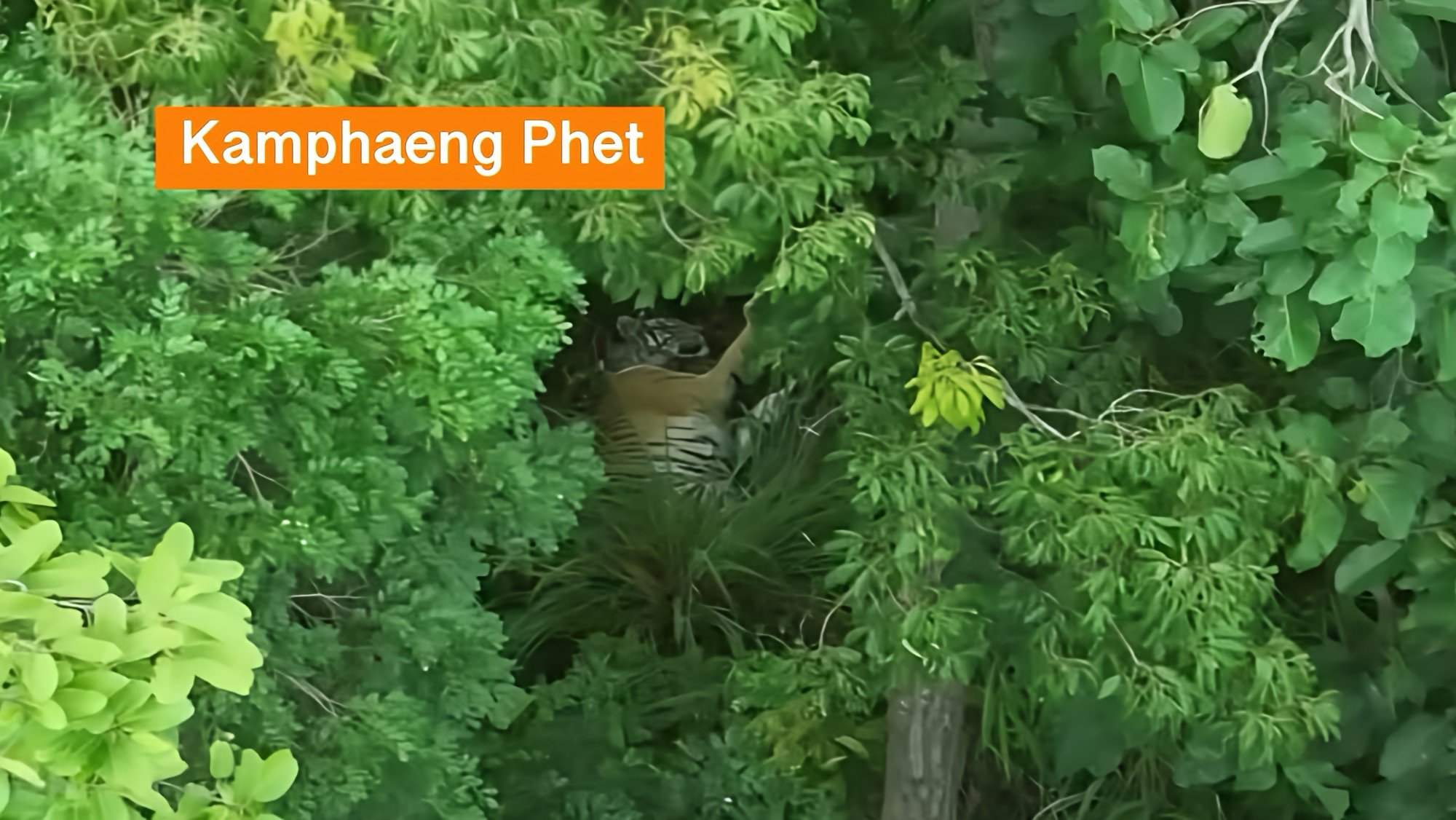 Een oude bekende: de 13-jarige tijgerin “Pin” is in de bossen van Kamphaeng Phet in westelijk Thailand door een drone gesignaleerd.