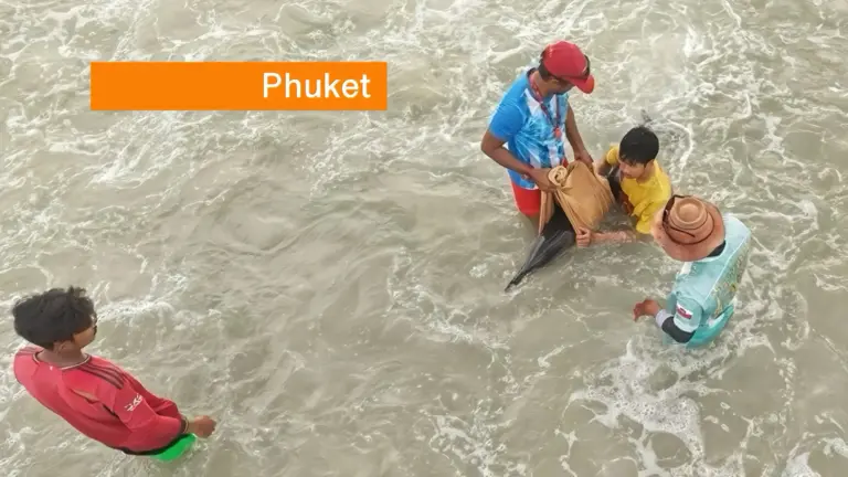 Jonge dolfijn aangespoeld op een strand van Phuket; het dier krijgt nu 24 uur zorg in een opvangcentrum.