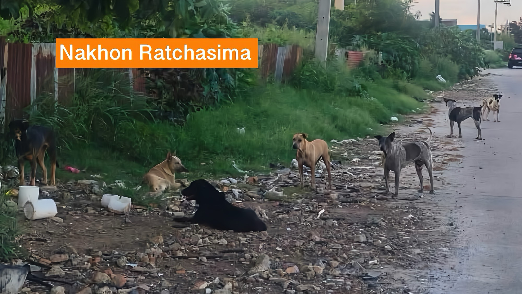 Waarschuwing: hondsdolheid in Noordoost-Thailand na bevestigde besmette hond, bewoners worden dringend verzocht direct behandeling te zoeken.