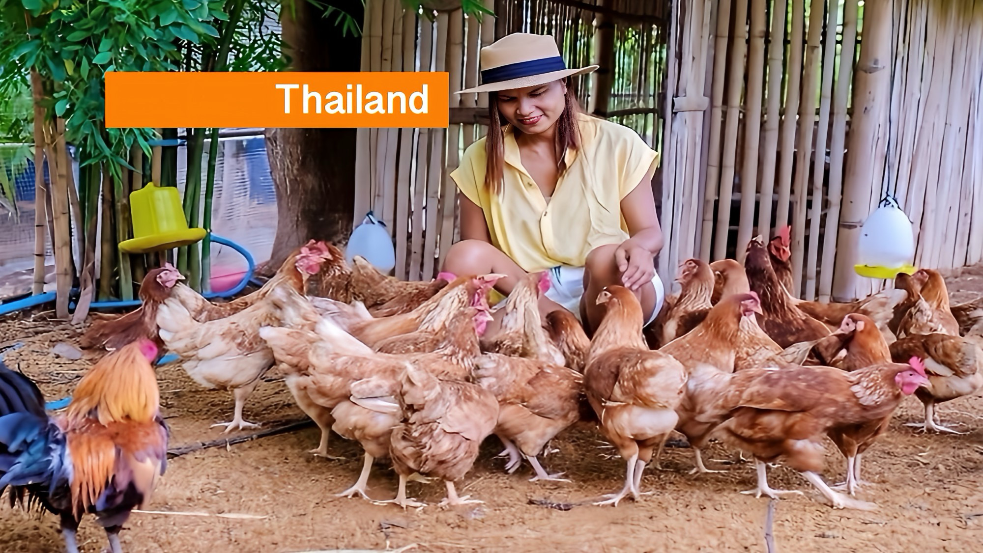 Juffrouw Tok heeft last van het wisselvallige weer in Thailand; de eierprijzen bereiken hoogste niveau in twee jaar.
