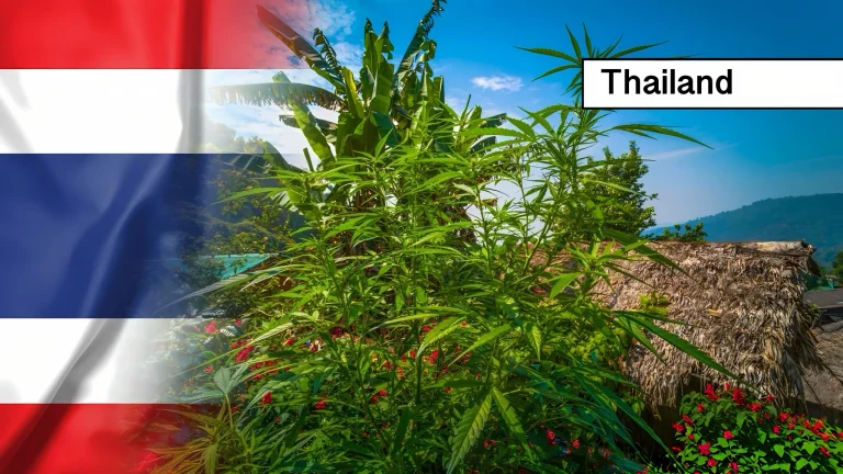 Het tijdperk van de verkoop van cannabis langs de weg in Thailand is voorbij! 