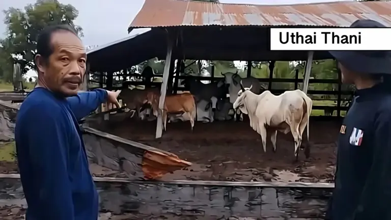 Tijger jaagt in Noord-Thailand koeien bij een boerderij de schrik aan, de boer komt oog in oog te zijn met deze predator.