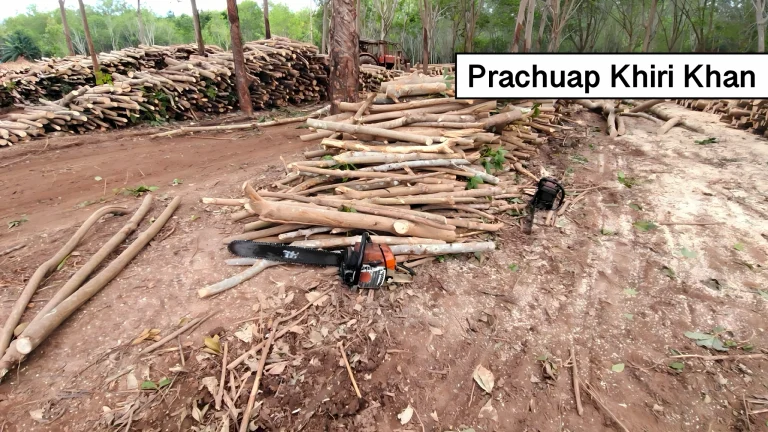 Autoriteiten onderzoeken vermeende illegale houtkap in Thap Sakae-bosreservaat in Centraal-Thailand.