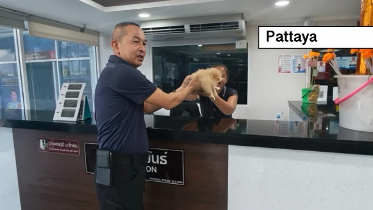 Het politiebureau van Pattaya lijkt wel een dierenopvang; opnieuw is er een verdwaalde hond binnengebracht.
