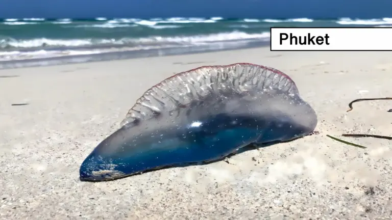 De gevaarlijke Portugese oorlogsschepen schieten niet, maar steken wel in Thailand; reddingsbrigade Phuket waarschuwt strandgangers.