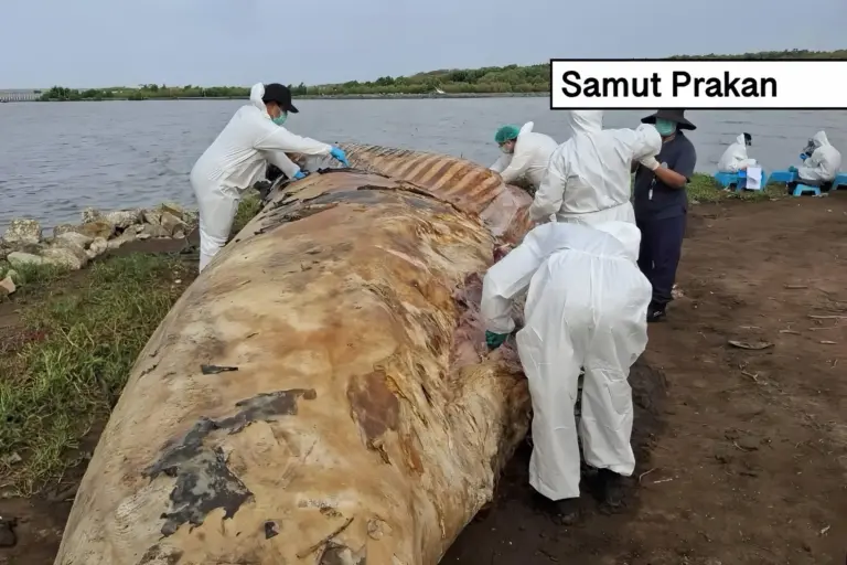 Vrachtschip botst in de Golf van Thailand op jonge Bryde‑walvis; het dier overleefde de botsing niet en spoelde bij Bang Pu aan land.