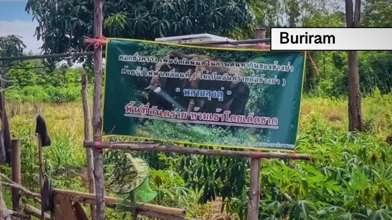 Autoriteiten in Noordoost-Thailand hebben met zorg een tijdelijk onderkomen voor gewonde olifant “Plai Loong Tuu” ingericht.