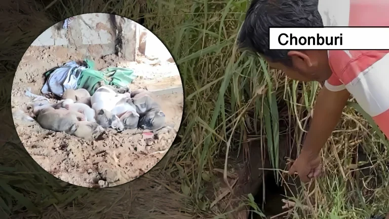 65-jarige hondenliefhebber bij reddingsactie van pasgeboren pups in Oost-Thailand omgekomen.