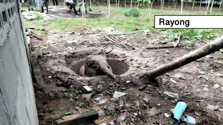 Jonge olifant viel in een oude verwaarloosde septictank in Oost-Thailand en weet uiteindelijk ongehavend terug in de wildernis te keren.
