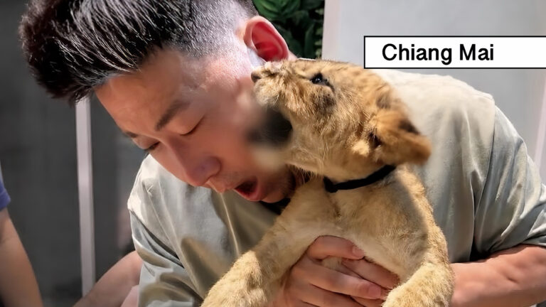 Leeuwenwelp bijt een leeuwencafé in Noord-Thailand een Chinese toerist in gezicht, eigenaar biedt volledige compensatie van de medische behandeling.