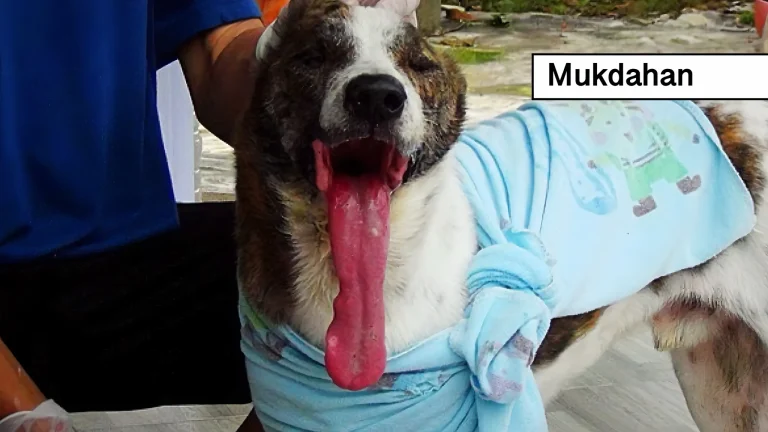 Hondenliefhebber in Noordoost-Thailand haalt alles uit de kast om zijn hond zonder onderkaak te verzorgen…chapeau!
